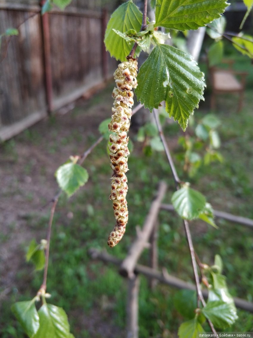 Наш Рыжий и рассада. Весенние хлопоты и приезд Бабушки | Бэйбики Наш Рыжий и рассада. Весенние хлопоты и приезд Бабушки (фото 4)