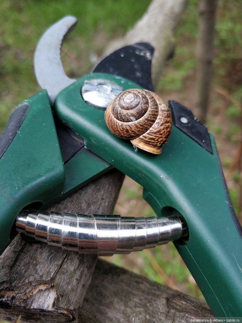 Наш Рыжий и рассада. Весенние хлопоты и приезд Бабушки | Бэйбики Наш Рыжий и рассада. Весенние хлопоты и приезд Бабушки (фото 9)