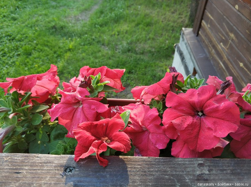 Наш Рыжий и рассада. Весенние хлопоты и приезд Бабушки | Бэйбики Наш Рыжий и рассада. Весенние хлопоты и приезд Бабушки