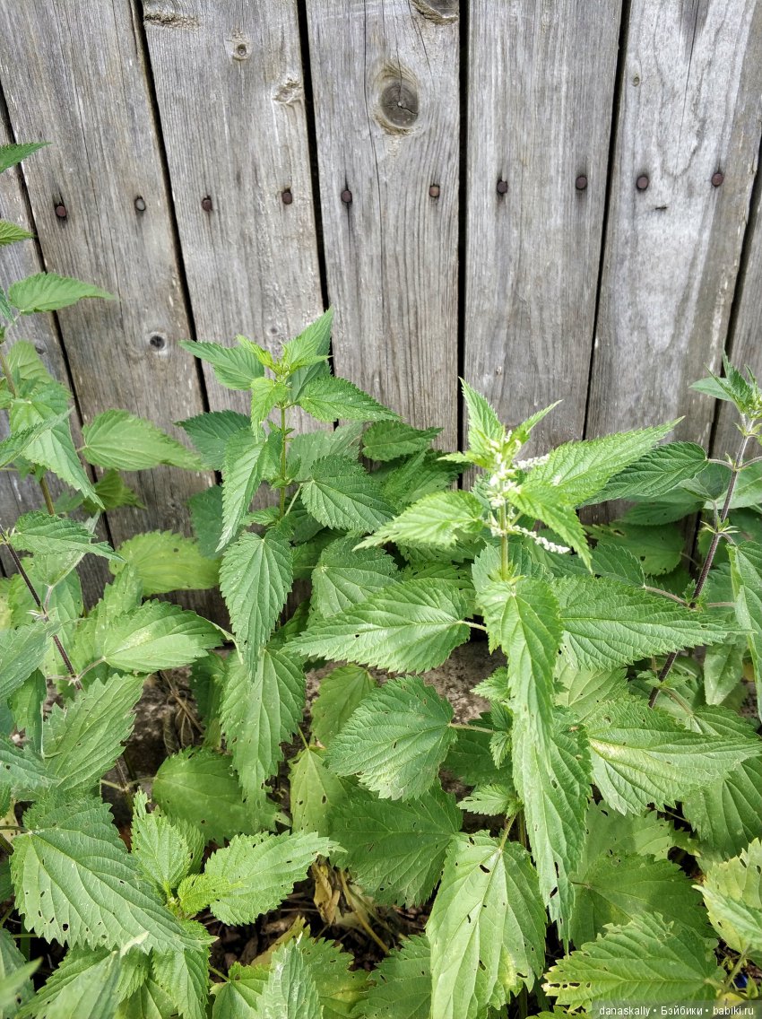 Наш Рыжий и рассада. Весенние хлопоты и приезд Бабушки | Бэйбики Наш Рыжий и рассада. Весенние хлопоты и приезд Бабушки