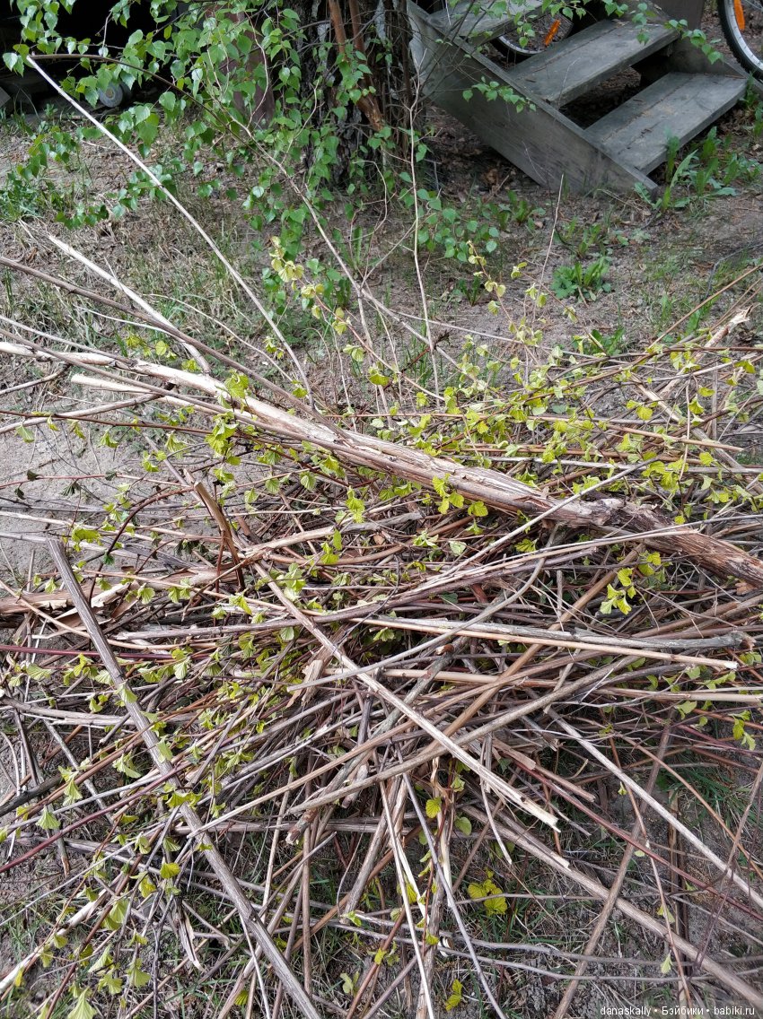 Наш Рыжий и рассада. Весенние хлопоты и приезд Бабушки | Бэйбики Наш Рыжий и рассада. Весенние хлопоты и приезд Бабушки (фото 6)