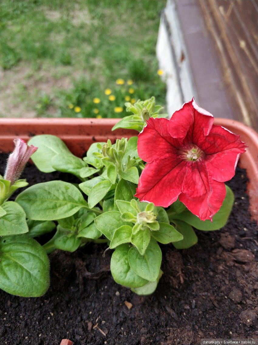 Наш Рыжий и рассада. Весенние хлопоты и приезд Бабушки | Бэйбики Наш Рыжий и рассада. Весенние хлопоты и приезд Бабушки