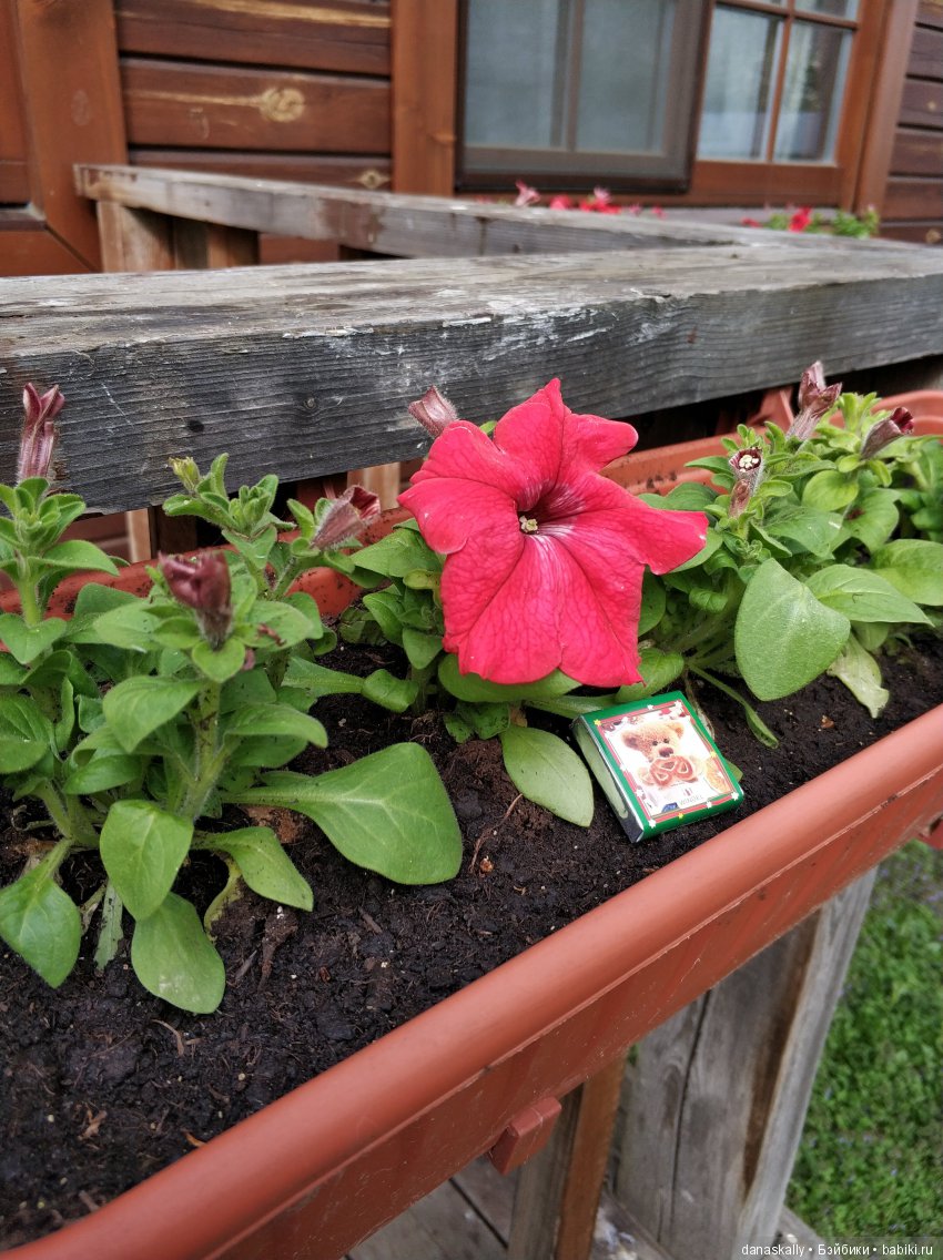 Наш Рыжий и рассада. Весенние хлопоты и приезд Бабушки | Бэйбики Наш Рыжий и рассада. Весенние хлопоты и приезд Бабушки