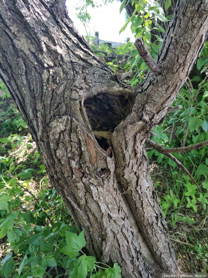 Маленькая гномочка, Юлиус. Птеродактиль и яйцо дракона. Гномы из Дании в нашей деревне