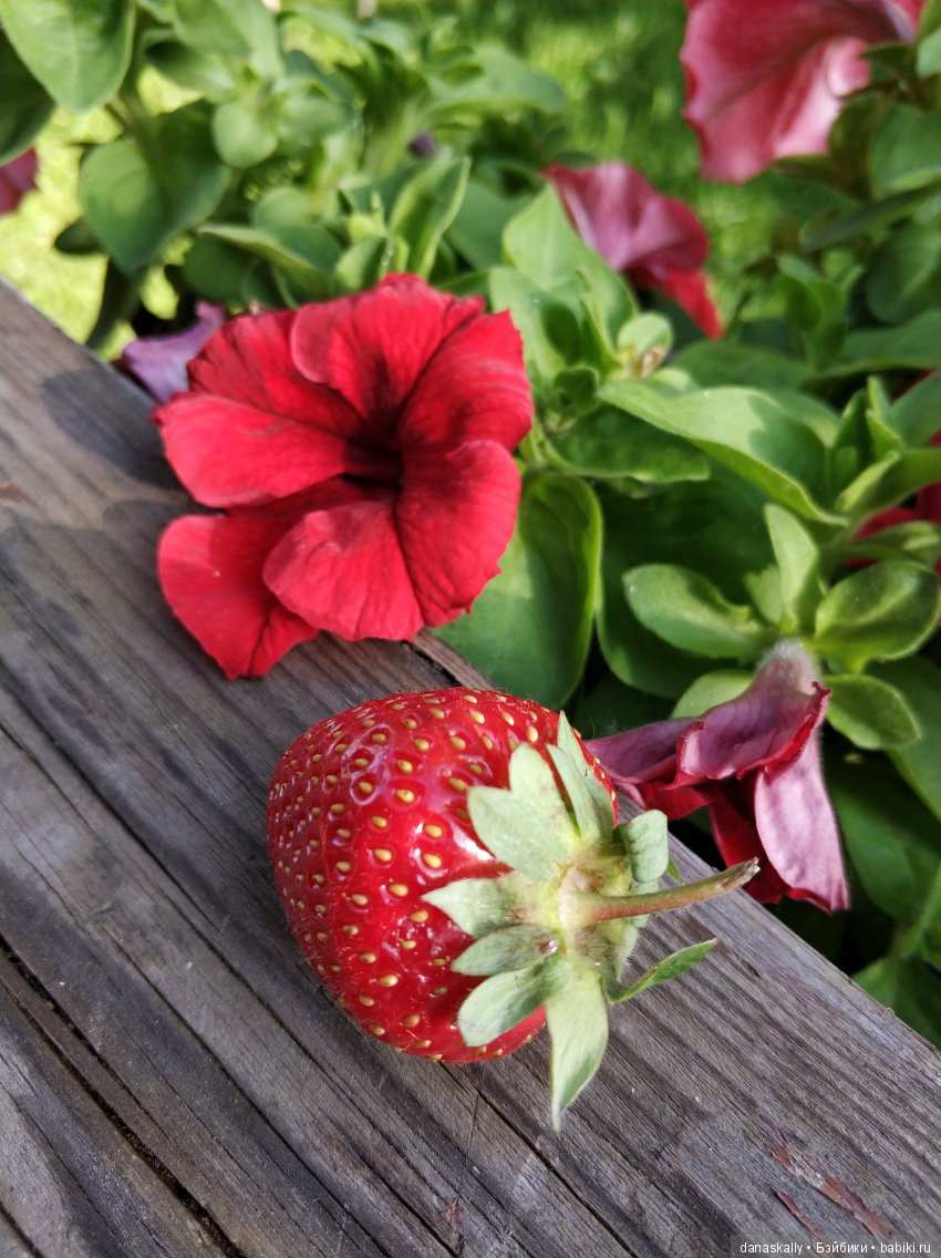 Маленькая гномочка, Юлиус. Птеродактиль и яйцо дракона. Гномы из Дании в нашей деревне