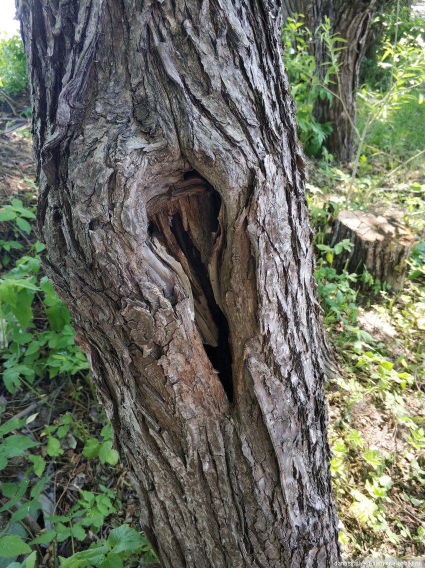 Маленькая гномочка, Юлиус. Птеродактиль и яйцо дракона. Гномы из Дании в нашей деревне