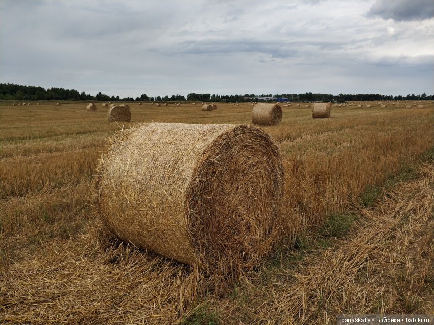 Кошка под дождем. Джульетта от Цвергназе (фото 9)