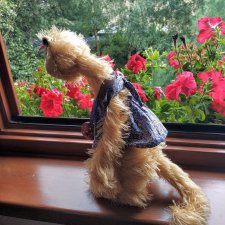 Кошка  под дождем.  Джульетта от  Цвергназе