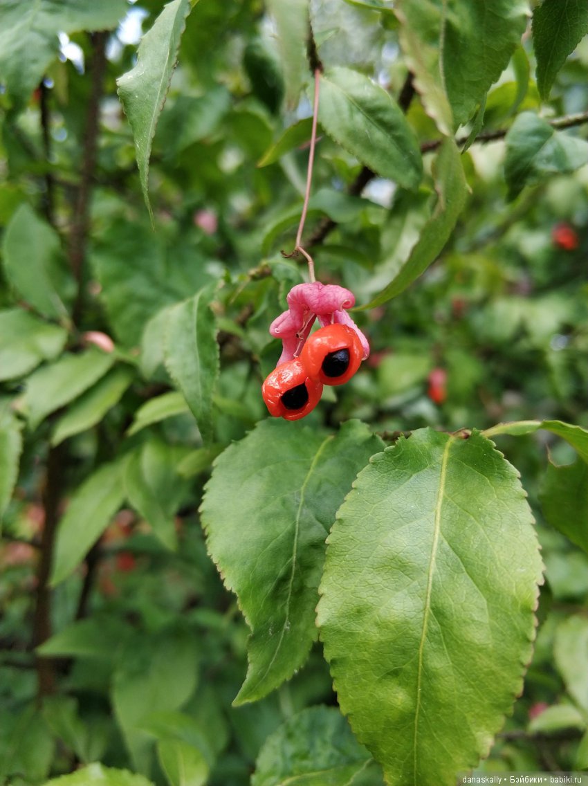 Девичий виноград и Азалия. Краски уходящего лета и любимый забор (фото 2)
