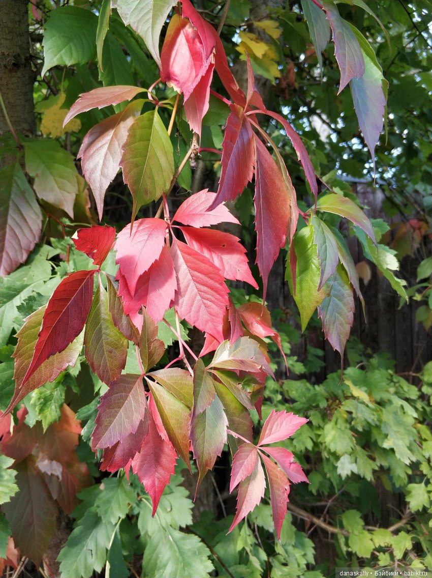 Девичий виноград и Азалия. Краски уходящего лета и любимый забор