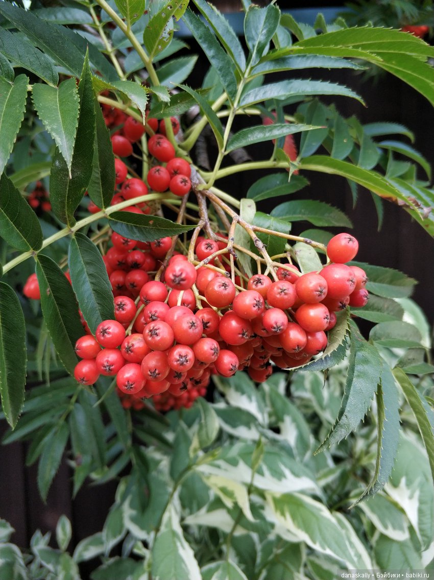 Девичий виноград и Азалия. Краски уходящего лета и любимый забор