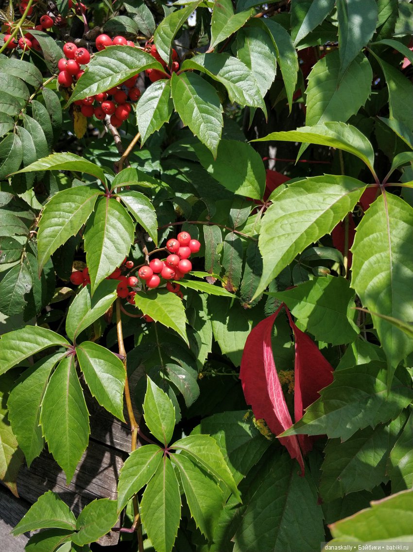 Девичий виноград и Азалия. Краски уходящего лета и любимый забор (фото 7)