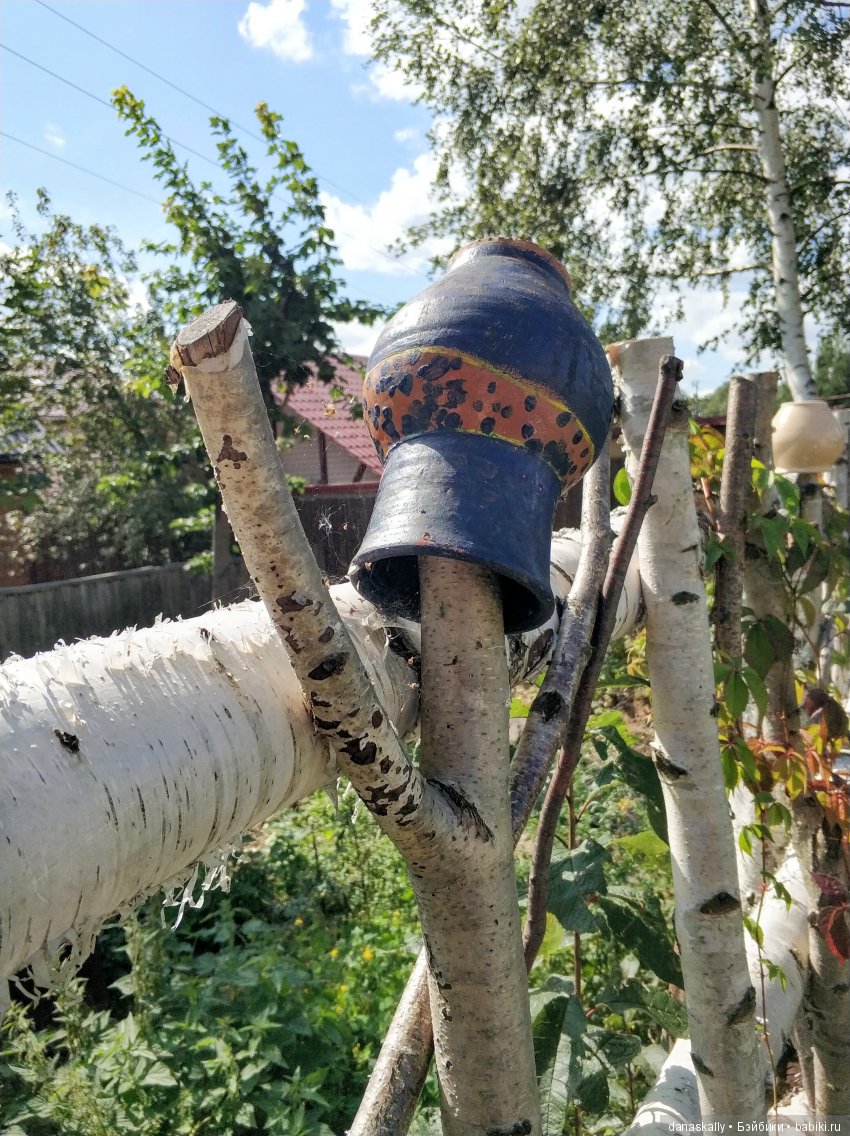 Девичий виноград и Азалия. Краски уходящего лета и любимый забор (фото 5)