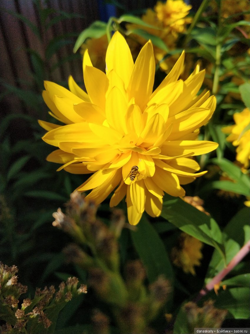 Девичий виноград и Азалия. Краски уходящего лета и любимый забор