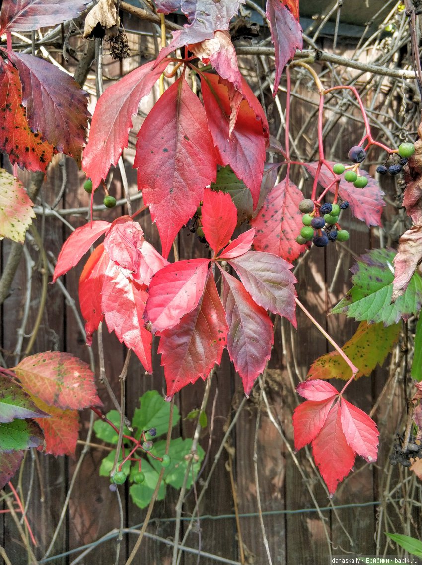 Девичий виноград и Азалия. Краски уходящего лета и любимый забор (фото 6)