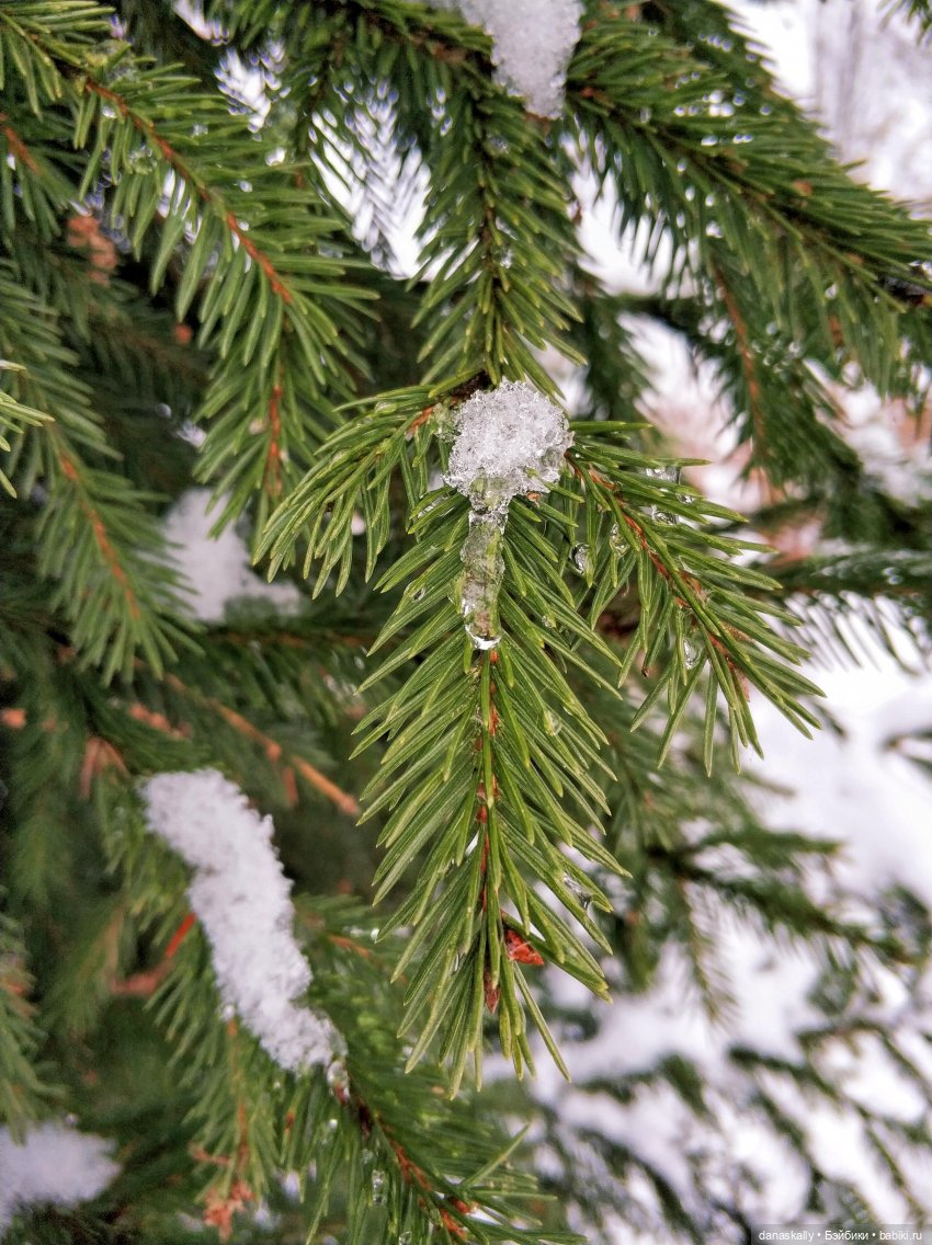 Лизхен с веснушками. Ёлка и Мышь. Часть 2 (фото 9)