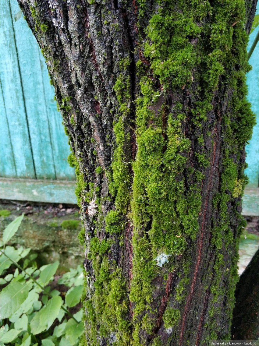 Долгая дорога Дуни. "Стоял весенний месяц март..."