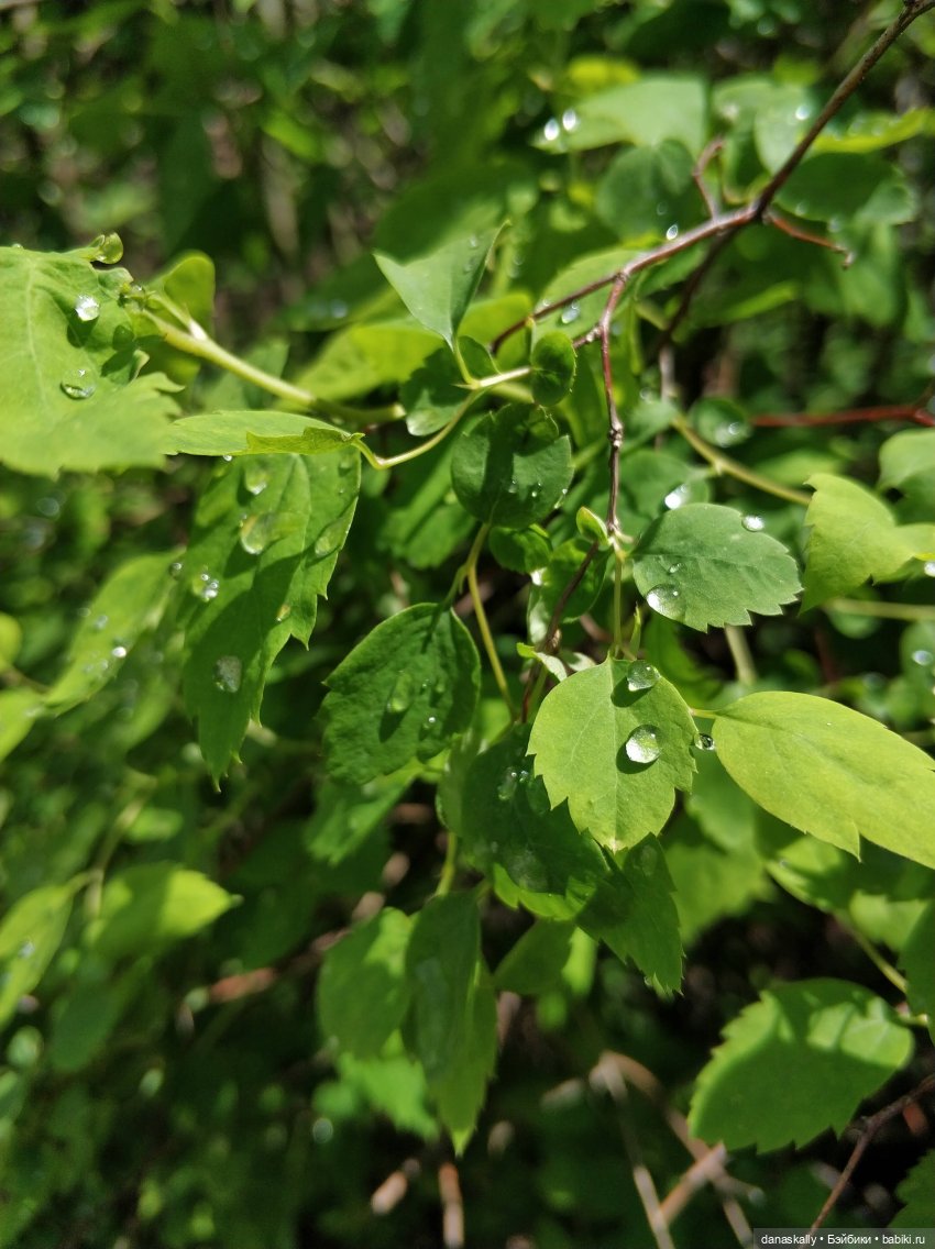 Лизхен и овцы. Правдивая история