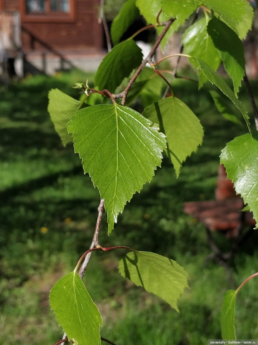 Лизхен и овцы. Правдивая история (фото 6)