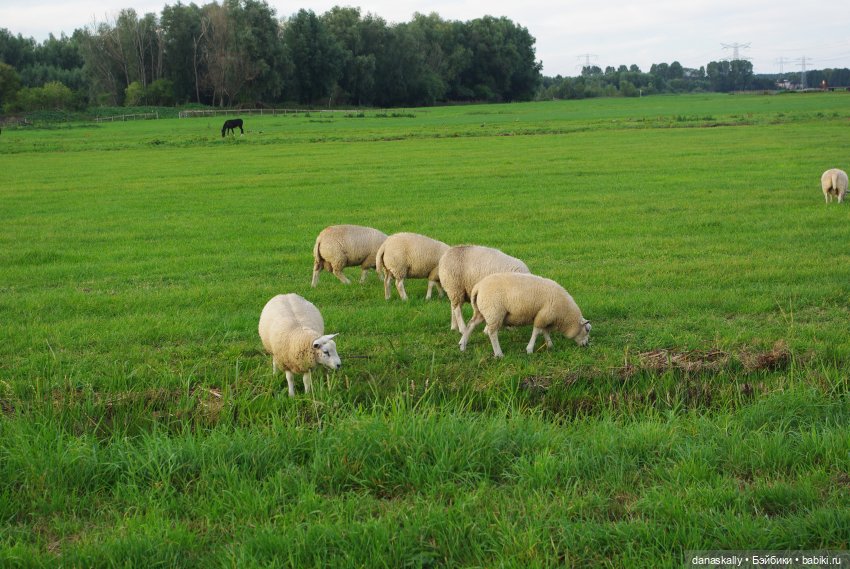 Лизхен и овцы. Правдивая история