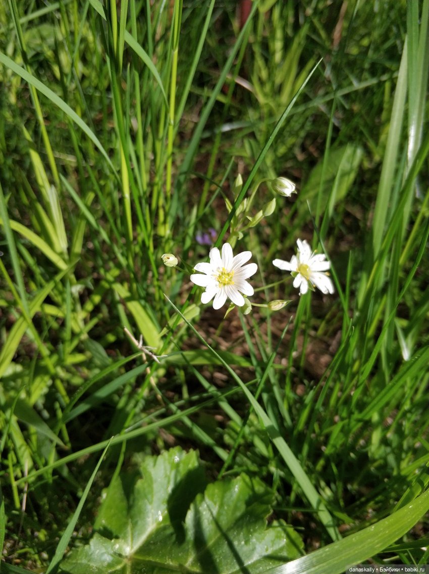 Лизхен и овцы. Правдивая история (фото 10)