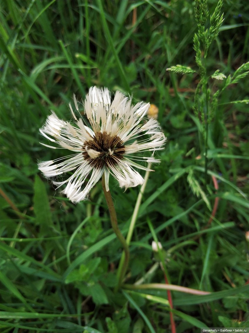 Лизхен и овцы. Правдивая история