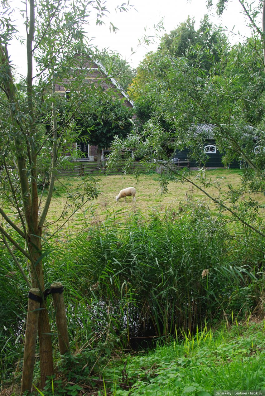 Лизхен и овцы. Правдивая история