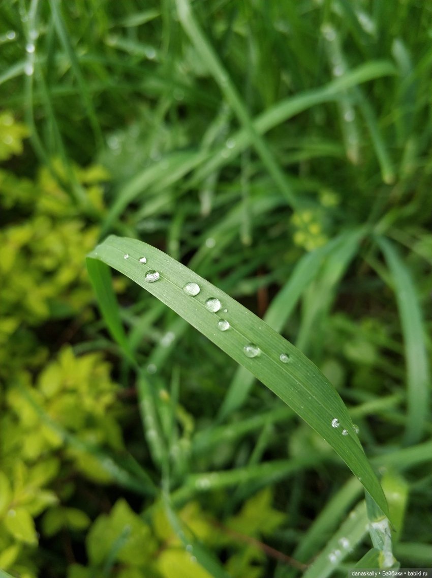 Лизхен и овцы. Правдивая история