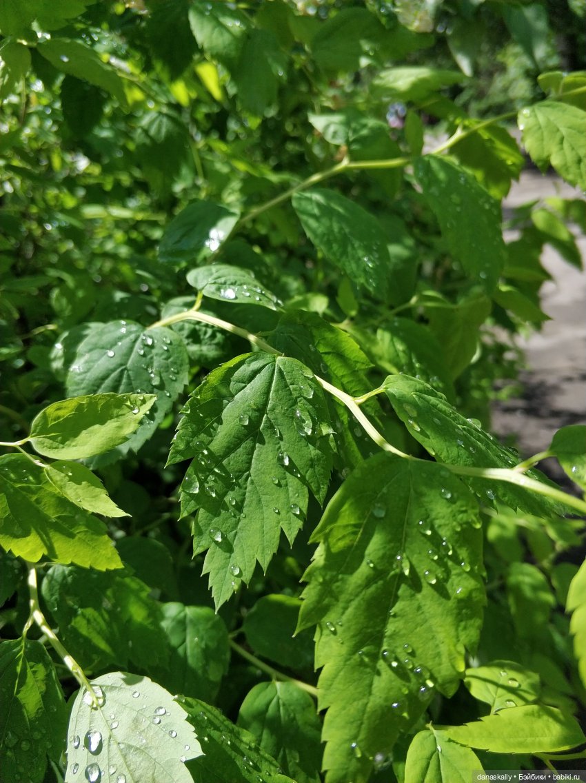 Лизхен и овцы. Правдивая история