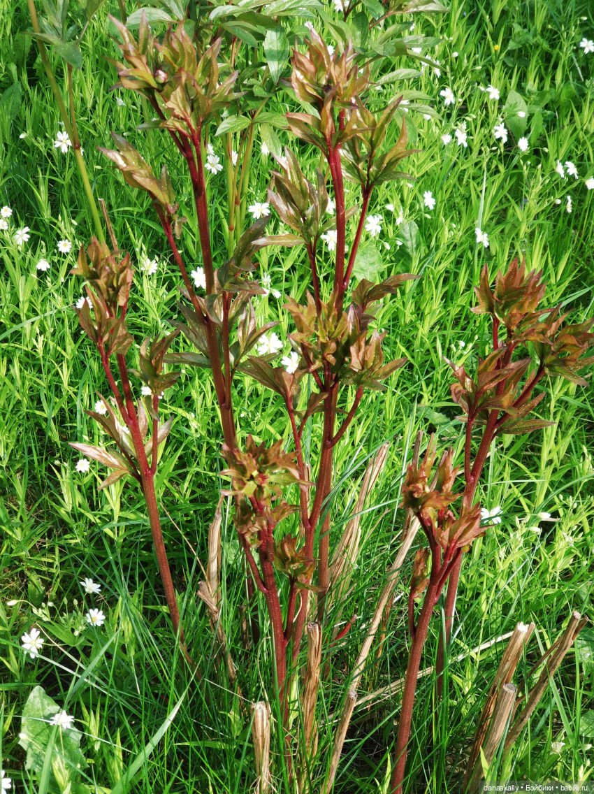 Лизхен и овцы. Правдивая история (фото 8)