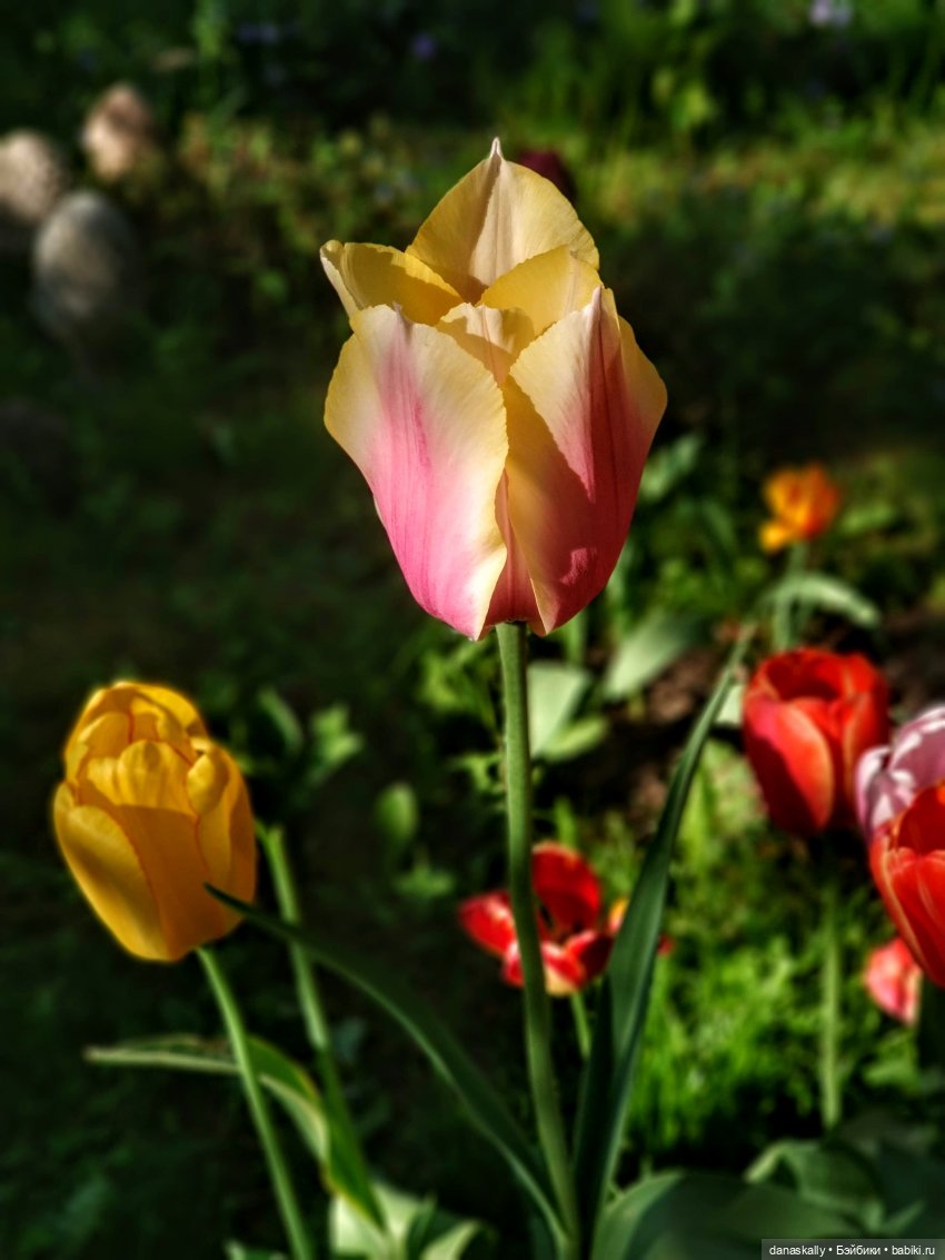 Инес от Ute Kase Lepp и тюльпаны (фото 8)