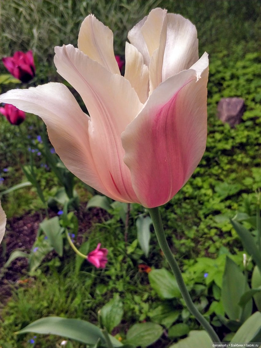 Инес от Ute Kase Lepp и тюльпаны