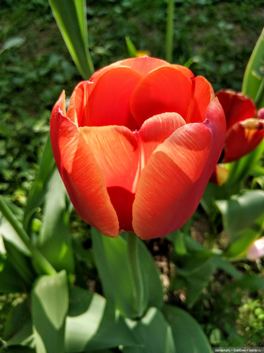 Инес от Ute Kase Lepp и тюльпаны (фото 10)