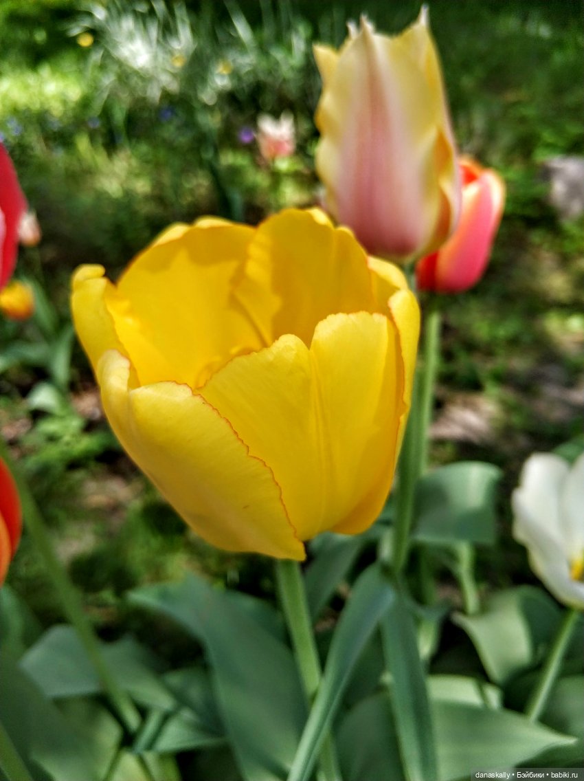 Инес от Ute Kase Lepp и тюльпаны