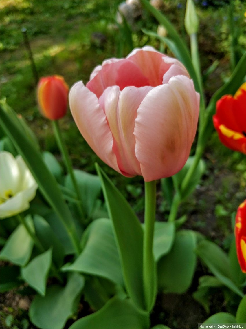 Инес от Ute Kase Lepp и тюльпаны