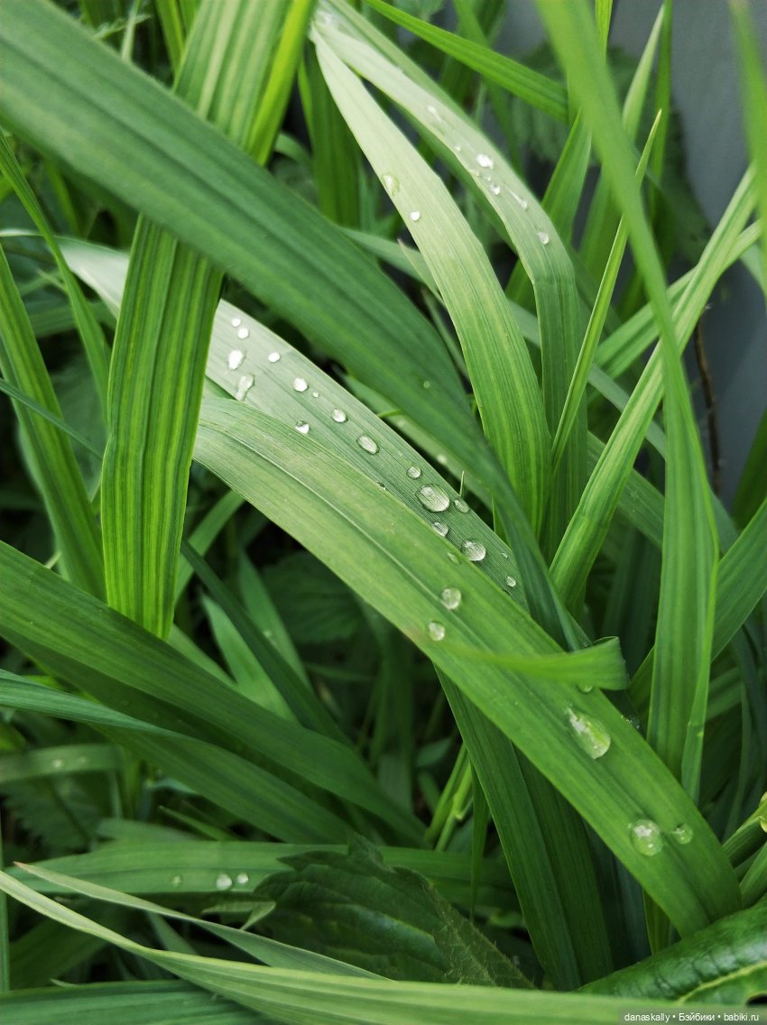 Инес от Ute Kase Lepp и тюльпаны