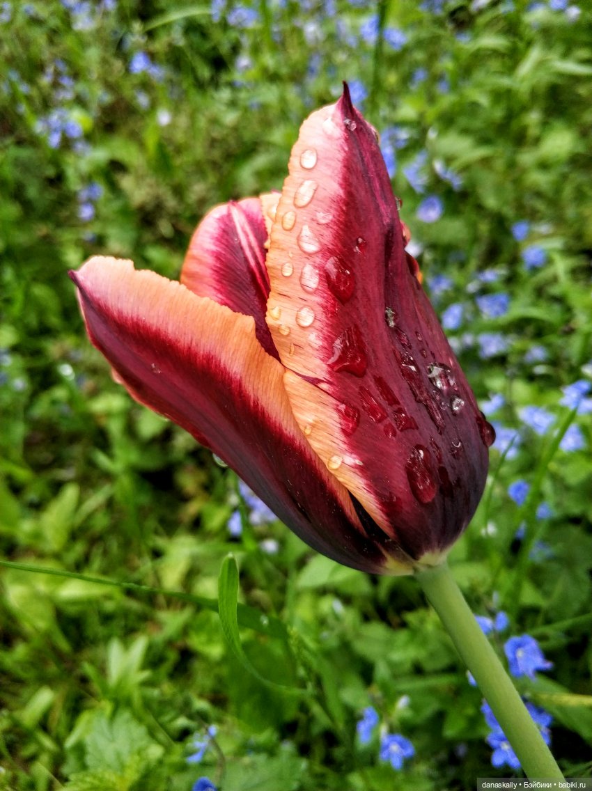 Инес от Ute Kase Lepp и тюльпаны