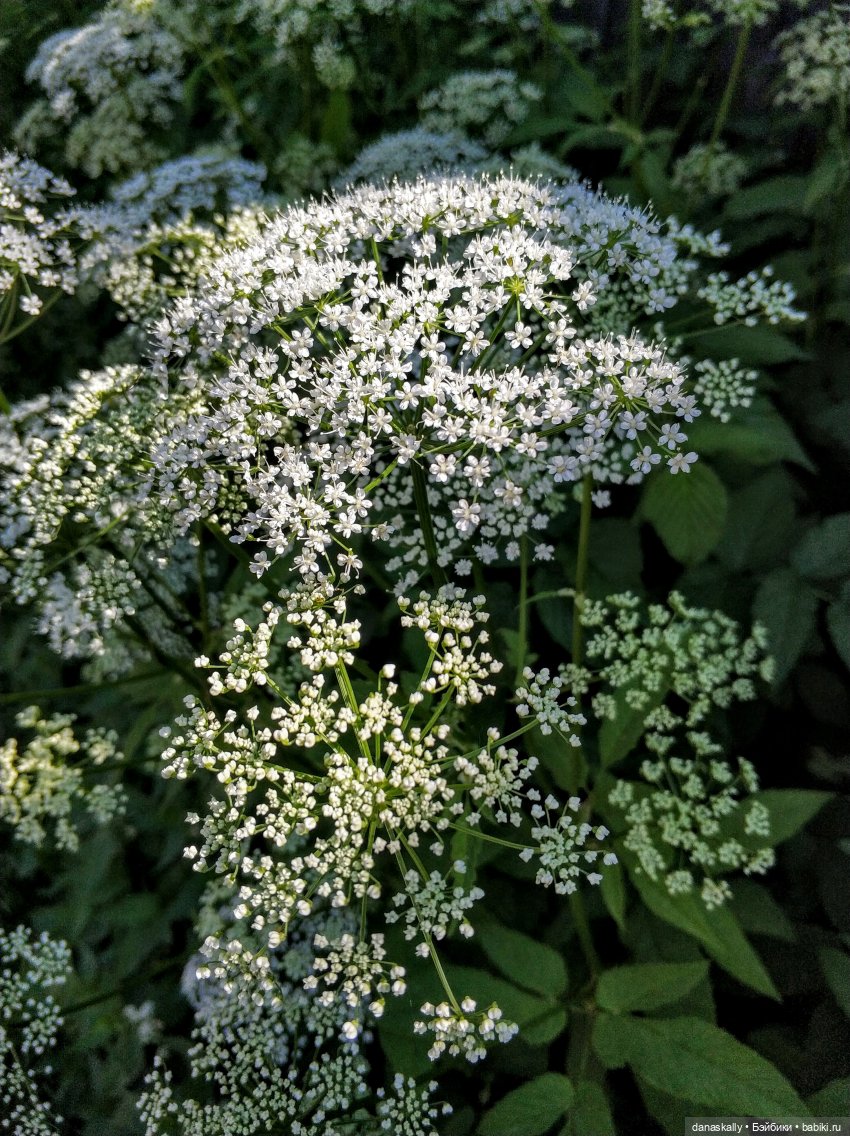 Инес от Ute Kase Lepp и тюльпаны