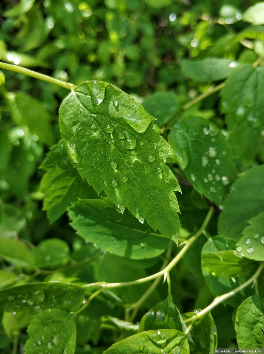 Инес от Ute Kase Lepp и тюльпаны