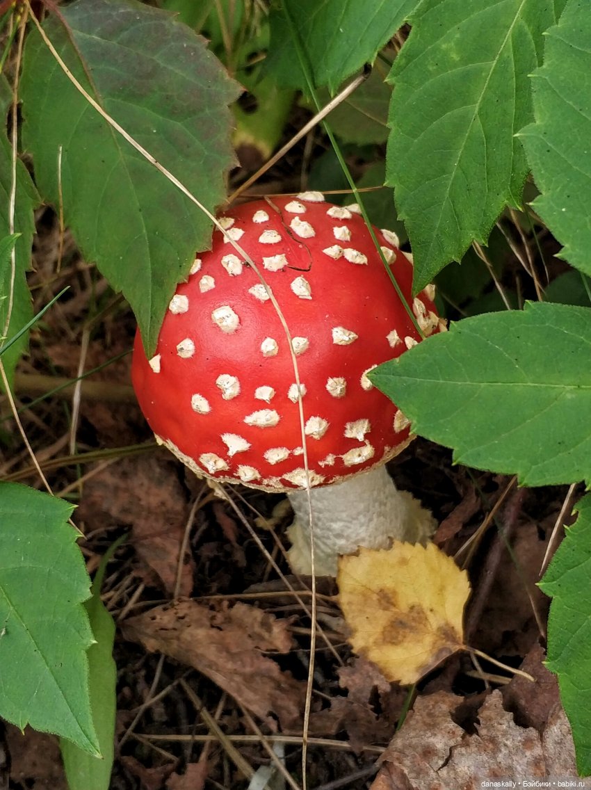 Как мы лето провожали. Время Зорро. Явление героя