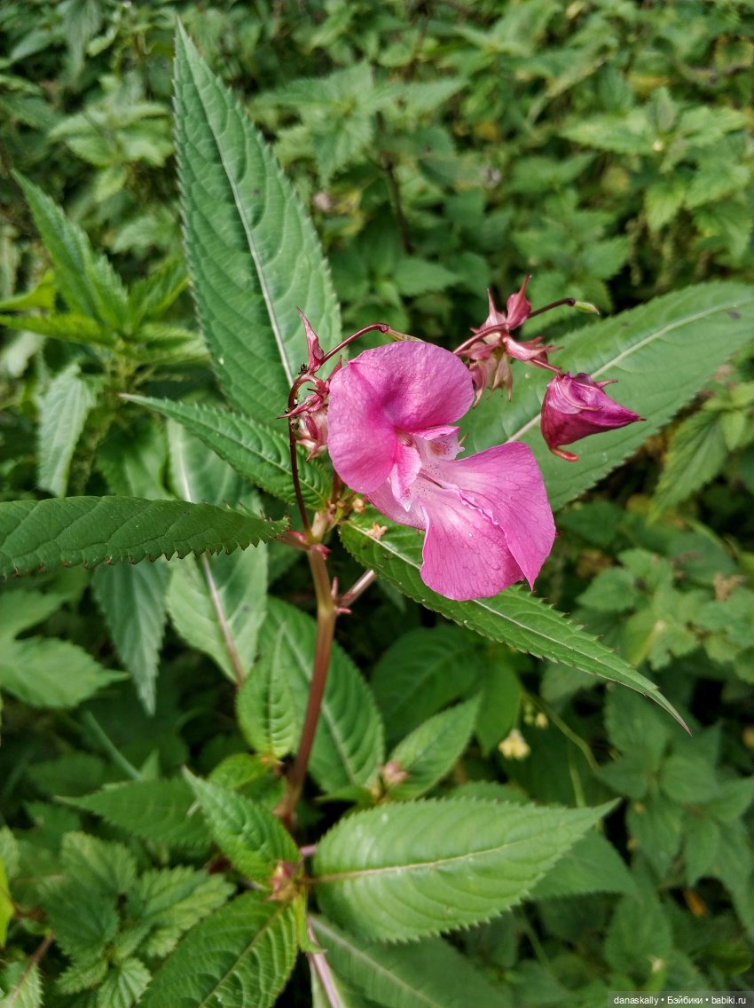 Как мы лето провожали. Время Зорро. Явление героя (фото 5)