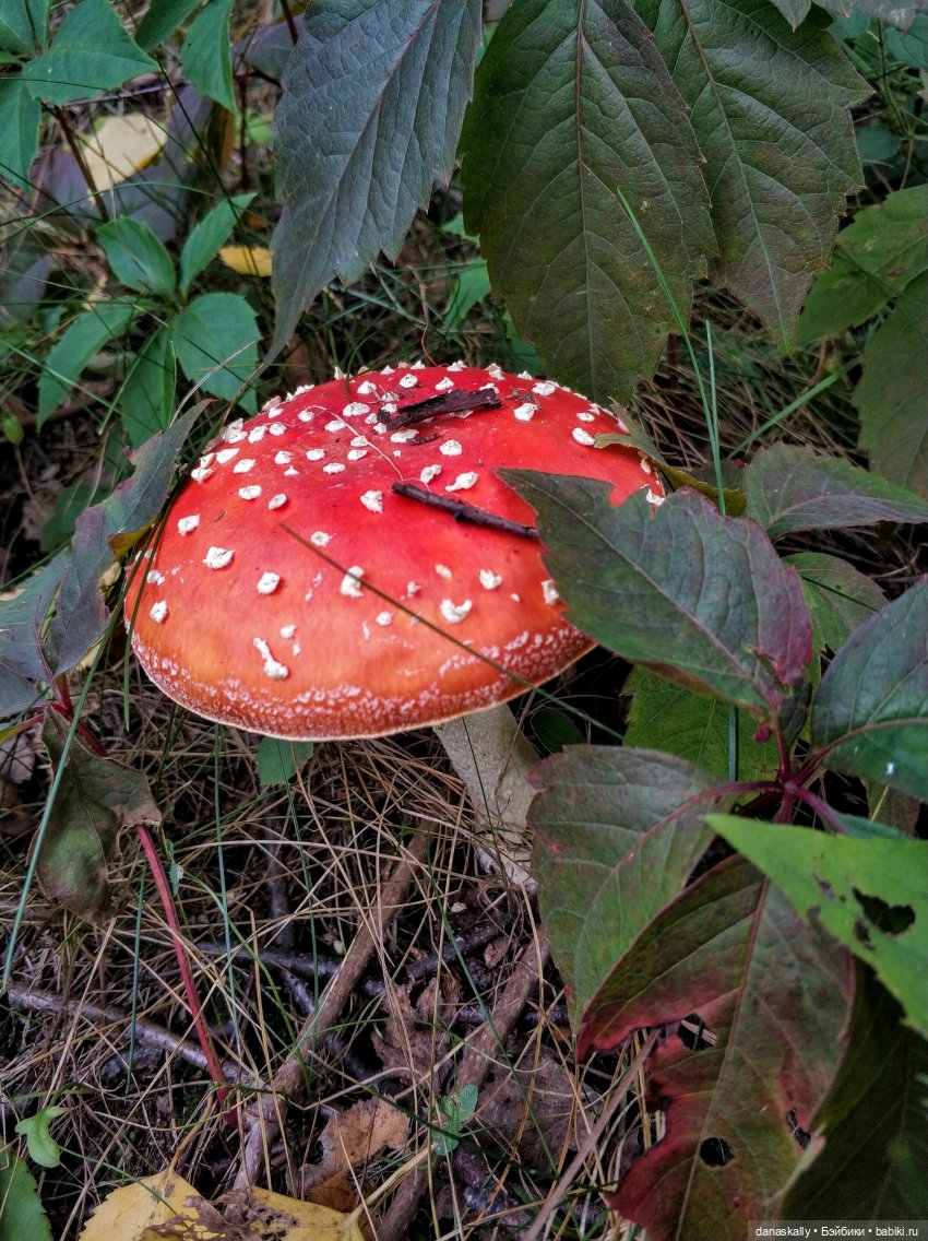 Как мы лето провожали. Время Зорро. Явление героя