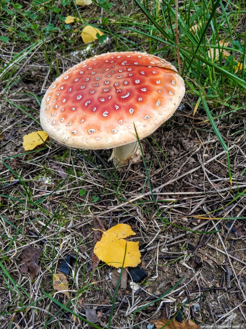 Как мы лето провожали. Время Зорро. Явление героя