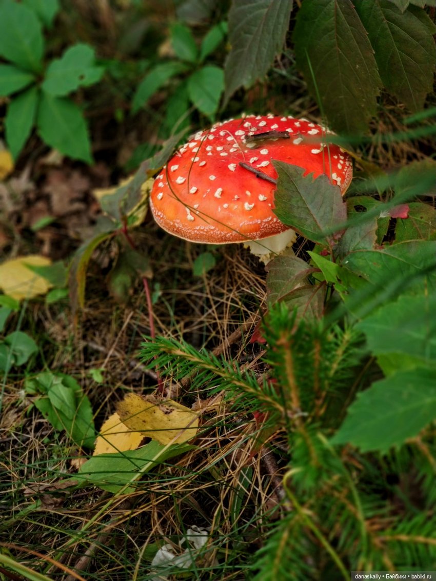 Как мы лето провожали. Время Зорро. Явление героя
