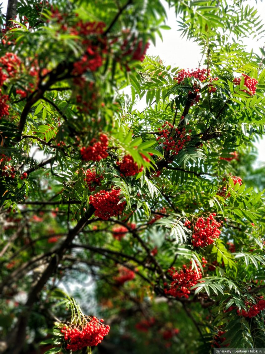 Как мы лето провожали. Время Зорро. Явление героя (фото 6)