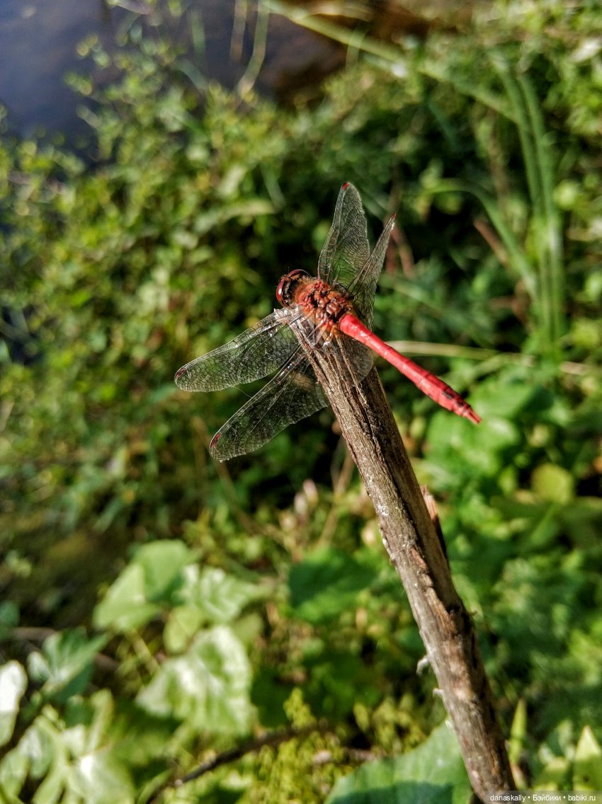 Как мы лето провожали. Время Зорро. Явление героя