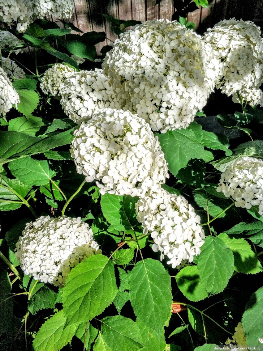 Саша и сад . Продолжение истории про Сашу " в синем платье" 1985 года рождения (фото 10)