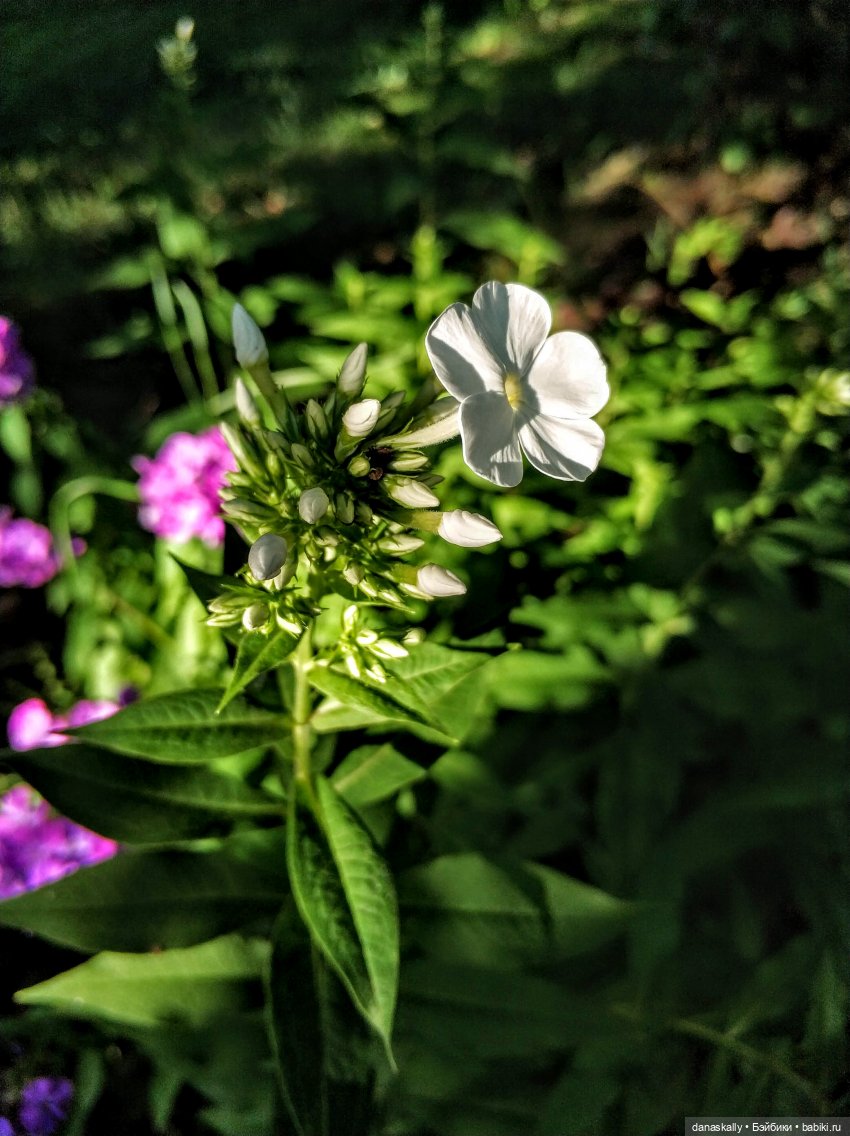 Саша и сад . Продолжение истории про Сашу " в синем платье" 1985 года рождения