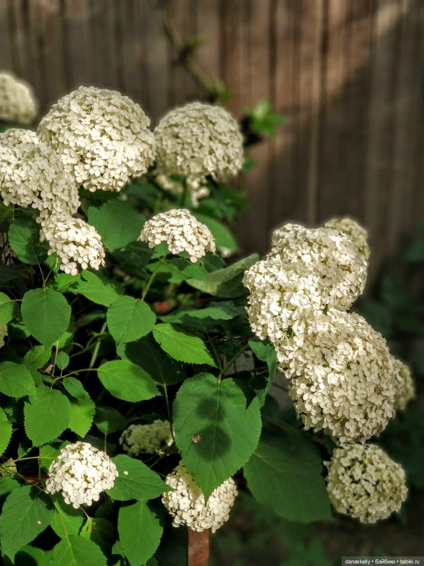 Саша и сад . Продолжение истории про Сашу " в синем платье" 1985 года рождения (фото 7)