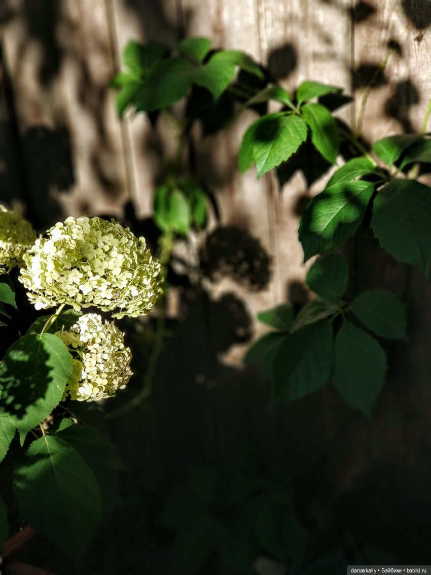 Саша и сад . Продолжение истории про Сашу " в синем платье" 1985 года рождения